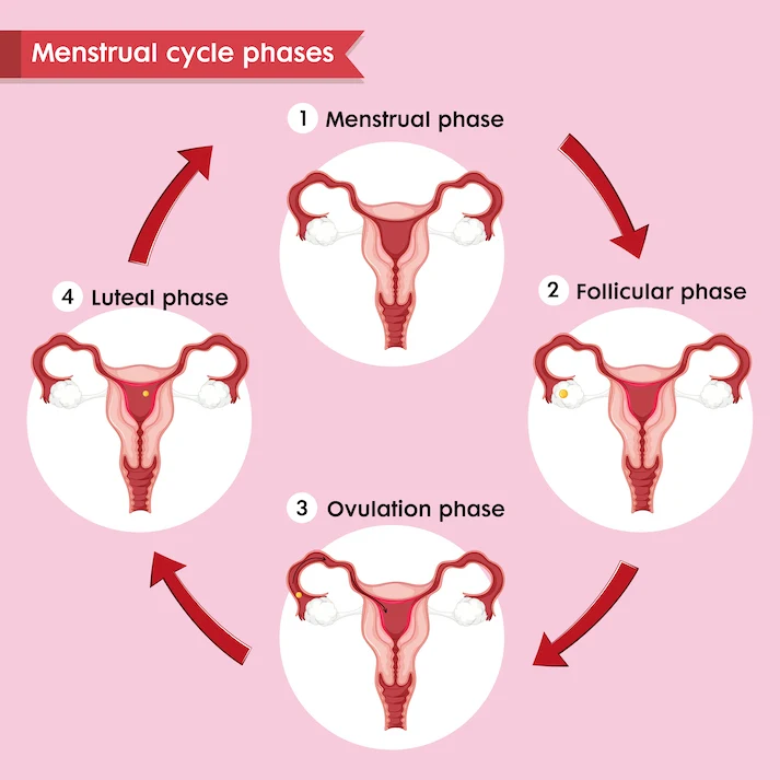 What is ovulation? (Ovulation kya hota h?) 1 Ovulation kya hota h