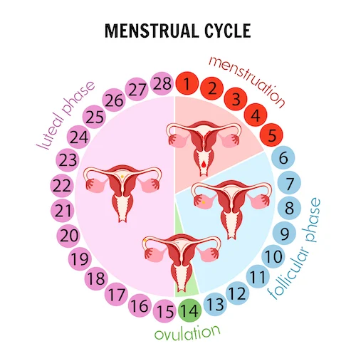 मासिक धर्म चक्र (Menstrual cycle)