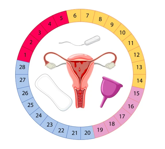 What is ovulation? (Ovulation kya hota h?) 4 Ovulation k kitne din baad garbh theherta h