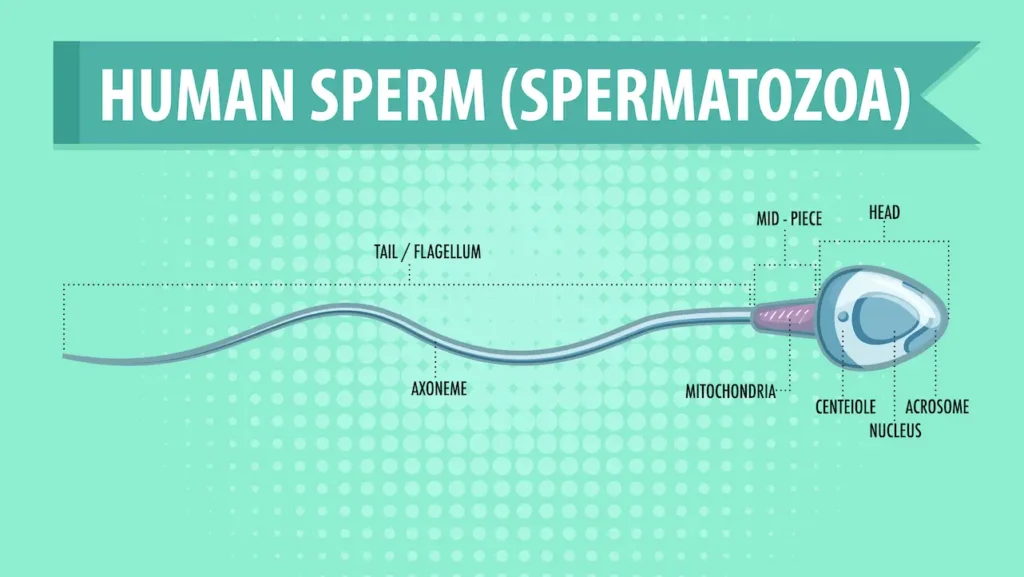 Sperm Meaning in Hindi