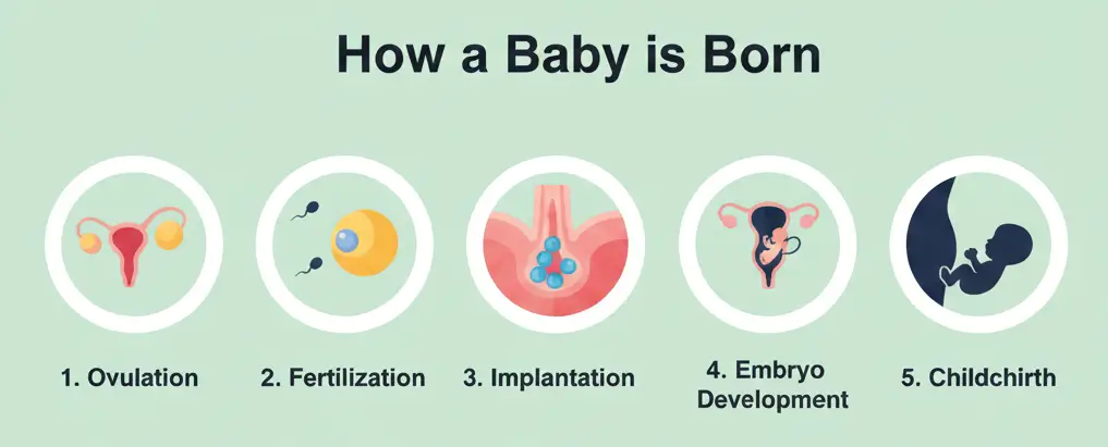 baccha kaise paida hota hai